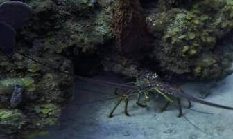 ASMR 360° : CARIBBEAN SPINY LOBSTER (4k)