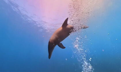 DIVE 3D : POMME MEETING (DOLPHIN) (4K SBS)