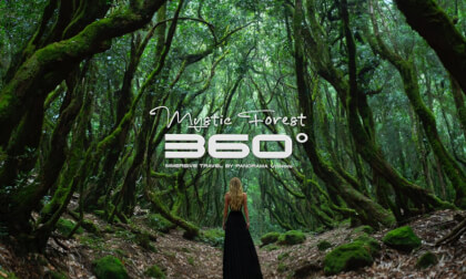 LA GOMERA - SPAIN - CANARY - MYSTIC FORESTS | VR EXPERIENCE I PART 1
