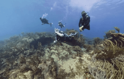 DIVE 3D : CORALITA (4K SBS)
