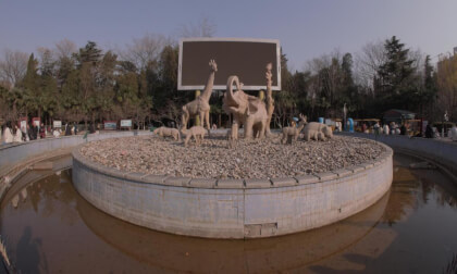 Zoo Fragments