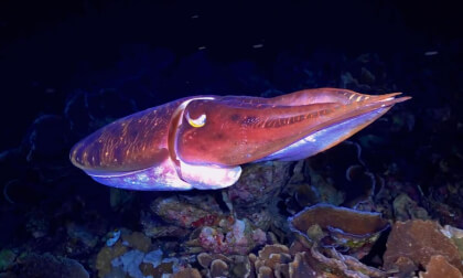 Underwater World The Color Of The Ocean
