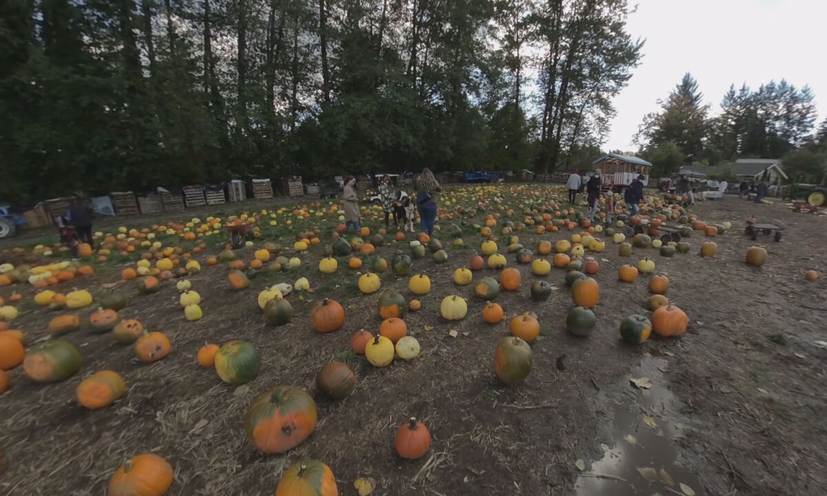 Pumpkin Patch with People and Dogs – VR 180 3d video – Port Kells Nurseries, Surrey BC Canada