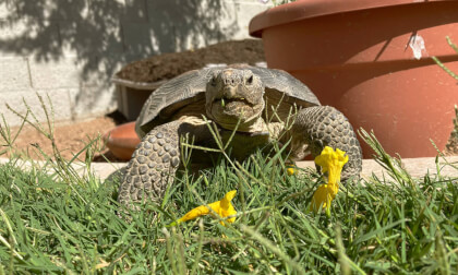 Desmond The Desert Tortoise Desmond The Desert Tortoise