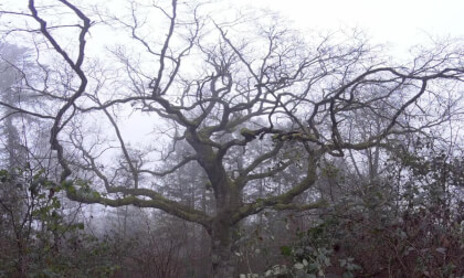 Old Oak Tree in January