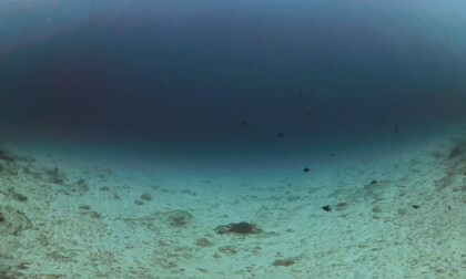 2026-01-26 dive near dhigurah