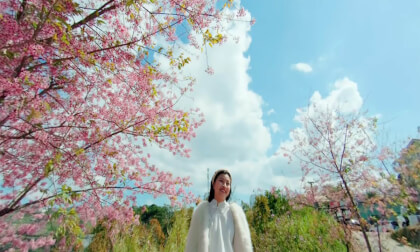 cherry blossoms Da lat (Canon r8 + fujifilm Xm5)