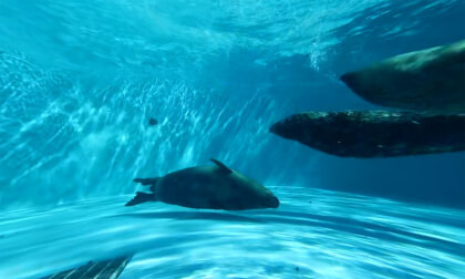 鴨川シーワールド（Kamogawa Sea World）