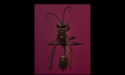 Insectos