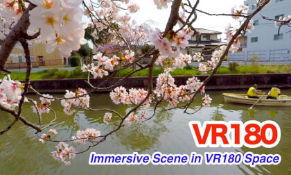 Sakura in Japan – Immersive Cherry Blossom Scene in VR180 3D