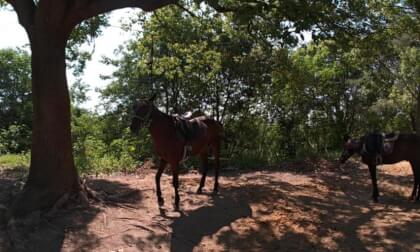 Majestic horses on Sun Island, natively captured with SLAM XCAM. Original unedited 8K 30FPS footage