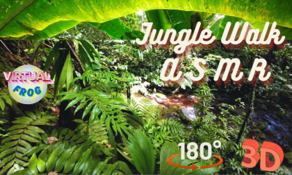 Wonders of the Caribbean | Jungle Walk ASMR : Sounds of Nature | 8K 3D VR180