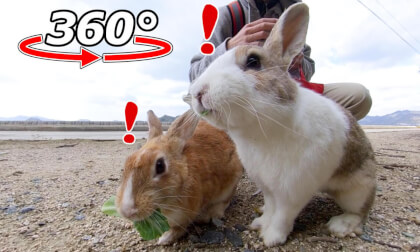 VR 360° | They notice something and retreat all at once!
