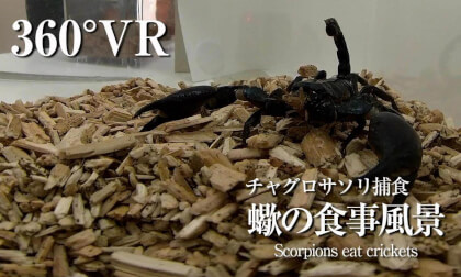 【VR360°】Asian Forest Scorpion（コオロギ捕食）