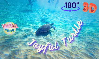 Wonders of the Caribbean | Joyful Sea turtle | 8K 3D VR180