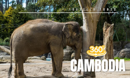360° Wildlife Safari: Elephants Scratching Trees in Cambodia (4K UHD)