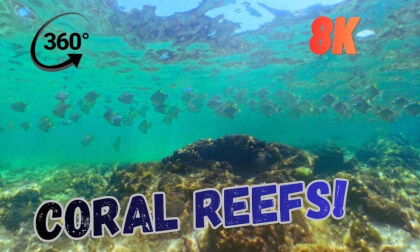 Virtual Dive: The Coral Gardens of Hikkaduwa - Sri Lanka (8K 360°)