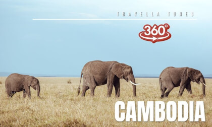 360° Walk with Elephants in Cambodia | Kulen Elephant Sanctuary 4K Experience