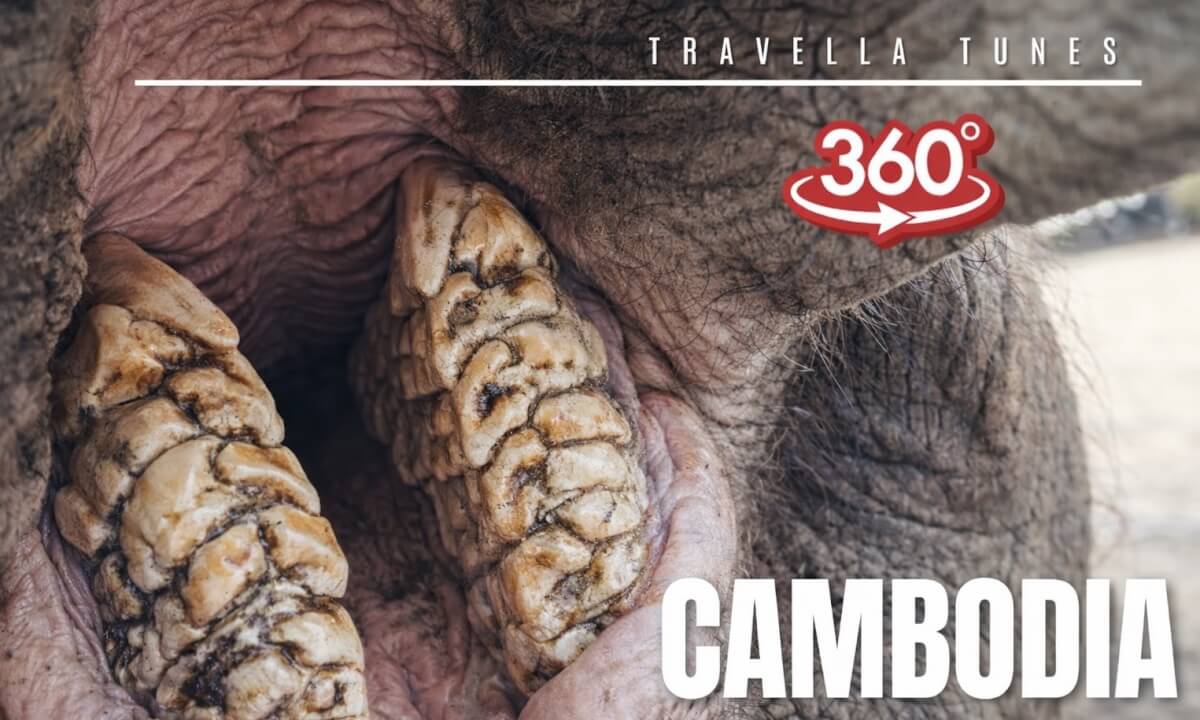 Inside an Elephant’s Mouth | 360° 4K Cambodia Wildlife Experience