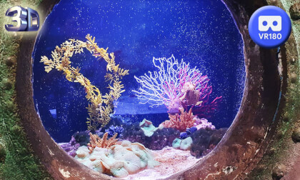 Aquarium Amneville 2023 VR 180 3D VR Video Aquarium Amneville 2023 VR 180 3D VR