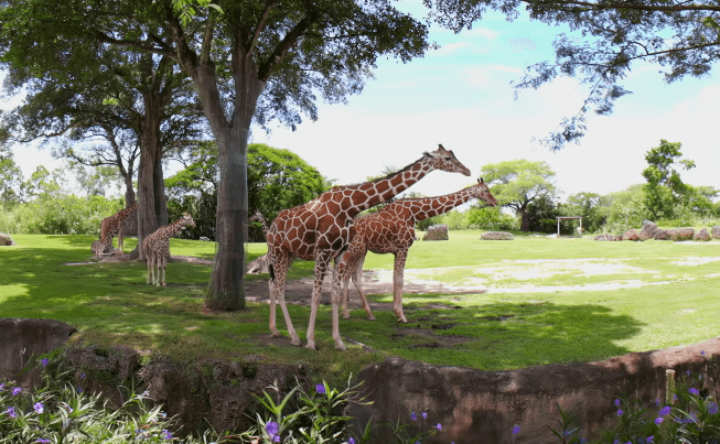 Miami Zoo (8K 180 3D) VR Video Miami Zoo (8K 180 3D) VR