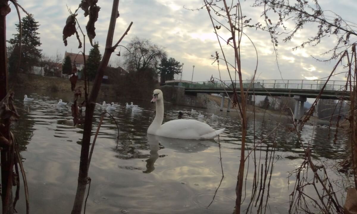 swans and gulls by the river swans and gulls by the river