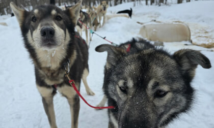 Dog Sledding 360° Northern Michigan Wilderness