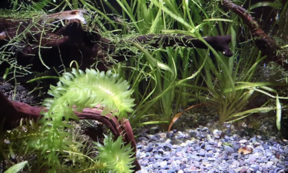 Aquarium in Hamamatsucho