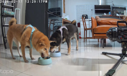Two Dogs VR