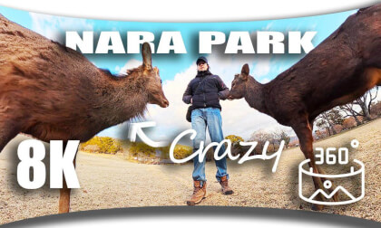 These Deer Are DANGEROUSLY Close in Nara Park, Japan! (VR 8K 360)