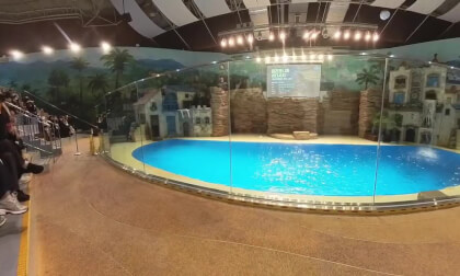 KOREA - Everland January 1, 2026 – Sea Lions Max & Ronny