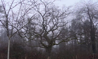 Old Oak tree close Trier, commentary GERMAN