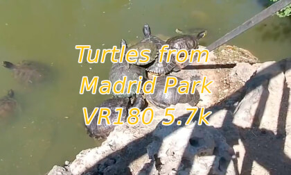 Turtles up close! =)