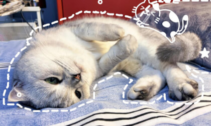 cat-tangtang