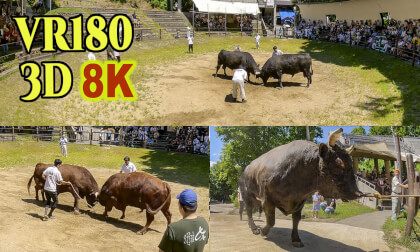 Japanese traditional style bullfight - Yamakoshi Ushi-no-tsunotsuki in Nigata,Japan Japanese traditional style bullfight - Yamakoshi Ushi-no-tsunotsuki in Nigata,Japan