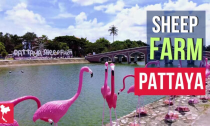 Sheep Farm in Pattaya – a haven of family-friendly fun and unforgettable experiences! 🐑🌿 VR Video Sheep Farm in Pattaya – a haven of family-friendly fun and unforgettable experiences! 🐑🌿 VR