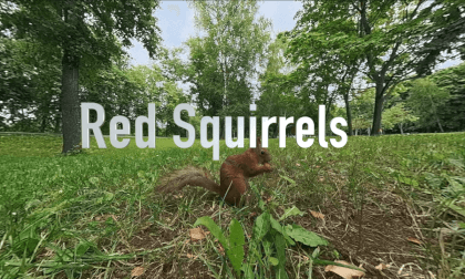 Red Squirrels - VR 360 3DoF 4K