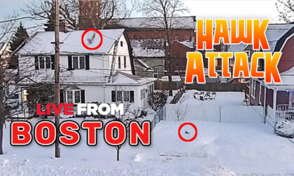 Hawk attack caught on the Boston Weather 360° Live Stream!! [Full Length]