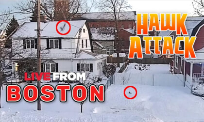 Hawk attack caught on the Boston Weather 360° Live Stream!! [Edited]