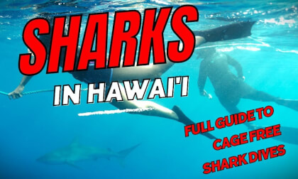 Swim With Sharks in Hawai'i Swim With Sharks in Hawai'i