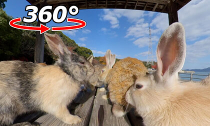VR 360° | Lunchtime with the rabbits moving around on the bench!