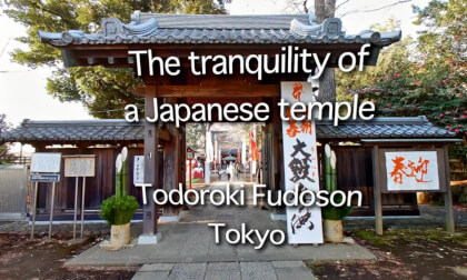 The tranquility of  a Japanese temple