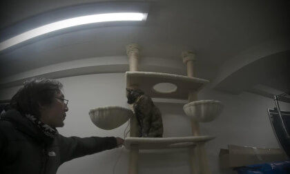 猫おーちゃん