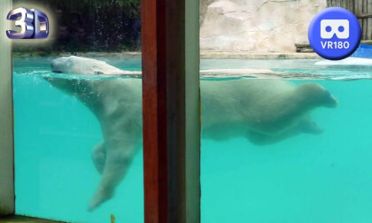 Zoo Amneville France part 2 VR180 3D August 2023 VR Video Zoo Amneville France part 2 VR180 3D August 2023 VR