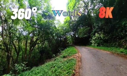 Highland Escape: A Moody Car Ride Through the forest Woods | Sri Lanka