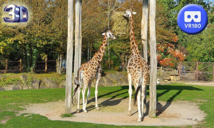 Zoo Amneville France part 3 VR180 3D August 2023 VR Video Zoo Amneville France part 3 VR180 3D August 2023 VR