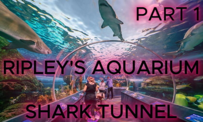RIPLEY'S RIPLEY'S AQUARIUM OF CANADA - 8K 360 VR VIDEO - INSTA360 X5 - PLAY ON Meta Quest OR Apple Vision