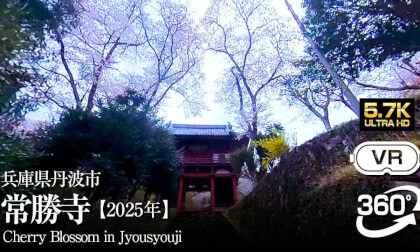 【360°VR】Cherry Blossom Viewing in Japan【丹波市 常勝寺】お花見