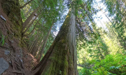 Retallack Old Growth Cedars Trail (8k, 360)