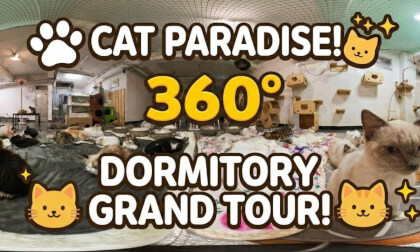 The peaceful daily life of 70 cats